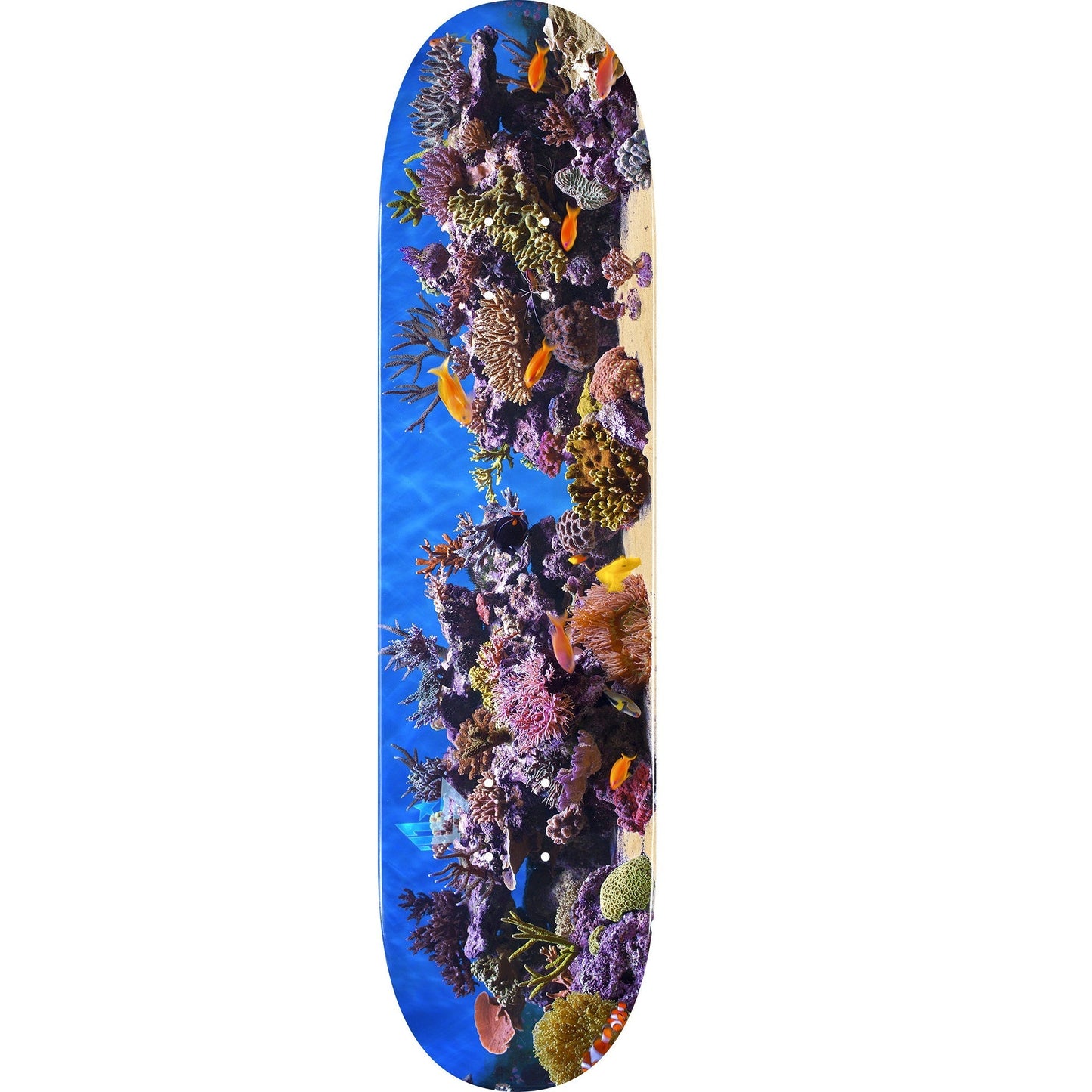 Mini Logo Fish Tank ″18″ Skateboard Deck 244 - 8.5″